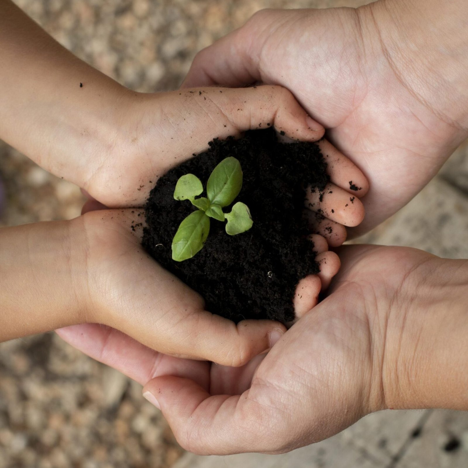 close-no-processo-de-transplante-de-plantas